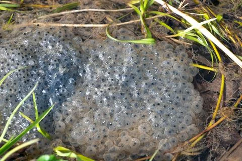 Frog eggs in a pond, close-up. Stock Photos