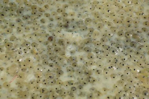 Frog eggs in a pond, close-up. Stock Photos