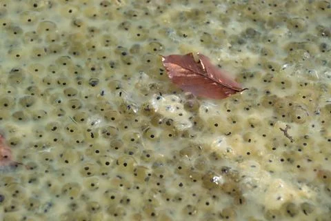Frog eggs in a pond, close-up. Stock Photos