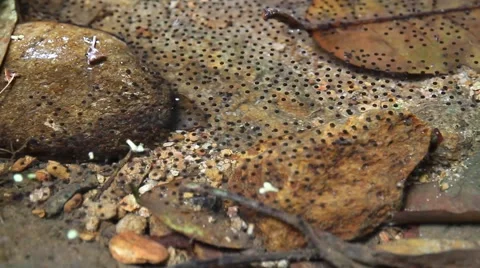 Frog eggs in the water Stock Footage 58062831