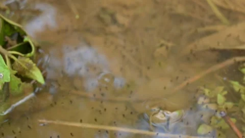 Frog Eggs on water surface. Stock-Footage 243098119