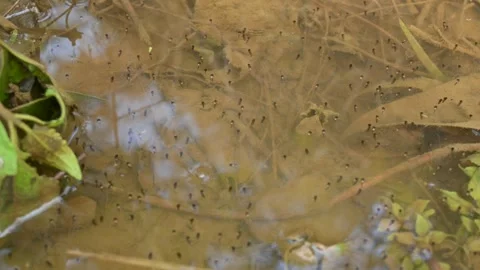 Frog Eggs on water surface. Stock Footage 243098467