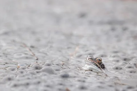 Frog eggs,frog spawn on a pond Stock Photos