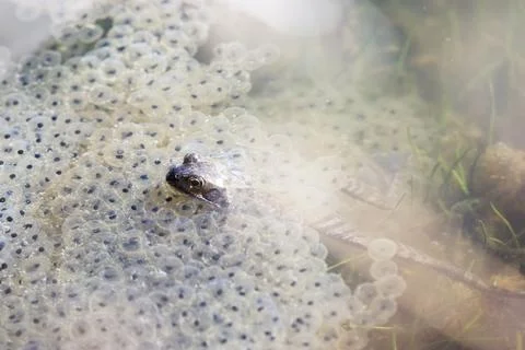 Frog eggs,frog spawn on a pond Foto stock