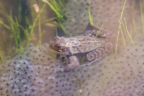 Frog eggs,frog spawn on a pond Foto stock