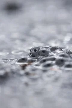 Frog eggs,frog spawn on a pond Stock Photos