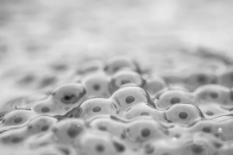 Frog eggs,frog spawn on a pond Stock Photos