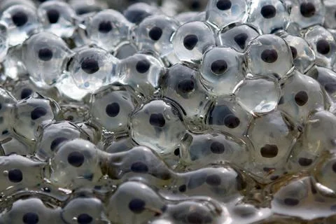 Frog eggs,frog spawn on a pond Foto stock