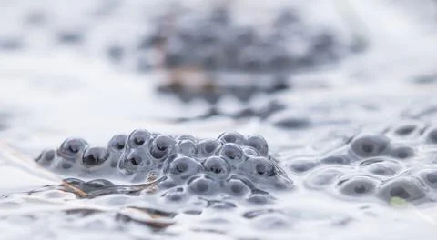Frog eggs,frog spawn on a pond Foto stock