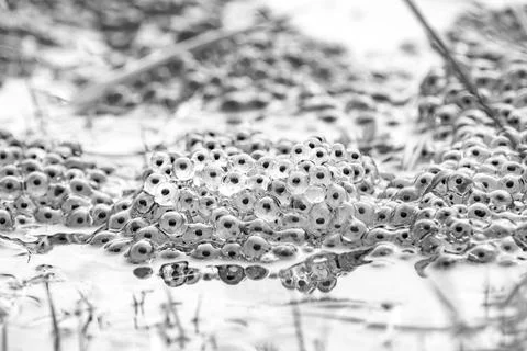 Frog eggs,frog spawn on a pond Foto stock