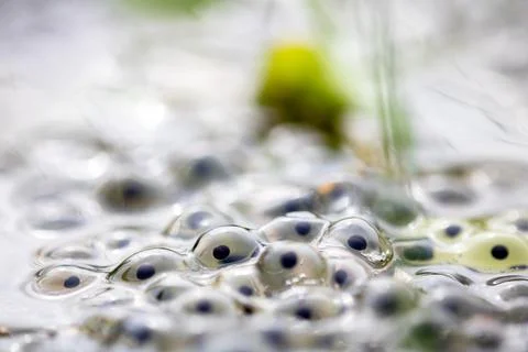 Frog eggs,frog spawn on a pond Foto stock
