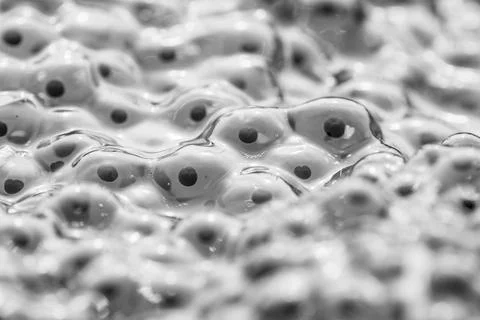 Frog eggs,frog spawn on a pond Stock Photos