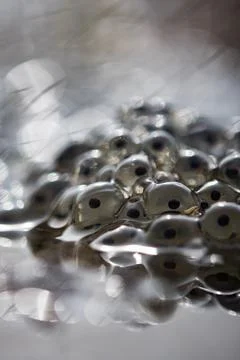 Frog eggs,frog spawn on a pond Foto stock