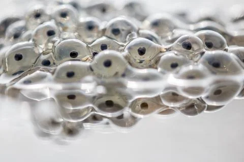 Frog eggs,frog spawn on a pond Foto stock