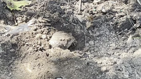 Frog Emerging from Dirt in Backyard Vídeos de archivo 330260840