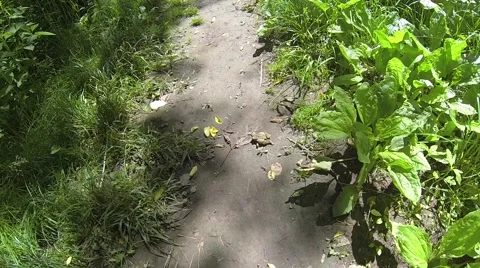 Frog Escapes Snake Capture Video Video stock 50926631