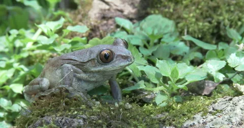 Frog in Ethiopia Stock Footage 256575250