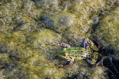 Frog in eutrophic water, close-up Stock Photos