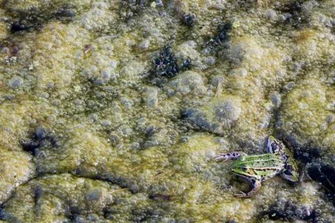 Frog in eutrophic water Stock Photos