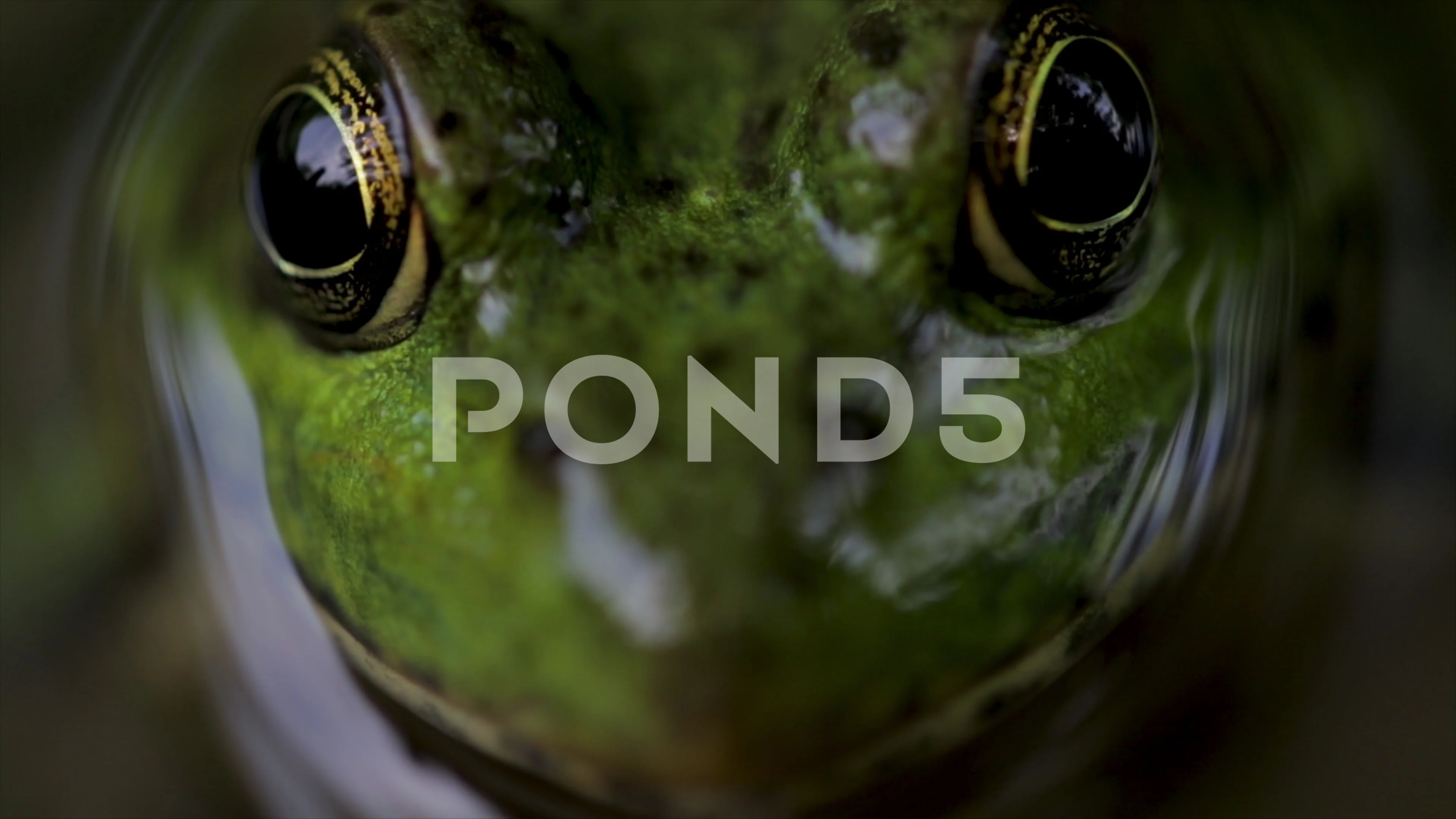 Frog eye close up swims away. Extreme close up frog eyes looking into camera