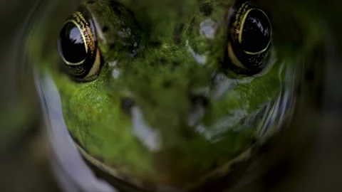 Frog eye close up swims away. Extreme close up frog eyes looking into camera. Stock Footage 155601683