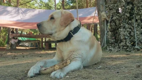 Frog eye of dog sitting on ground and biting large stick. Stock Footage 144093231