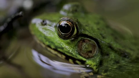 Frog eye macro close up in water. Green frog portrait in water.  Stock Footage 155601719