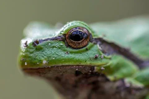 Frog eye 스톡 사진