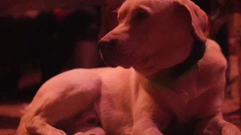 Frog eye view of dog with collar sitting on ground in darkness. Domestic animal. Stock Footage 144093331