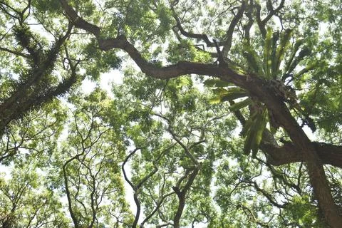 Frog eye view of old Samanea saman trees with moss and fern  Foto stock