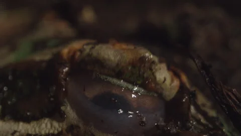 Frog Eyeball opening up slow motion Stock Footage 170942391