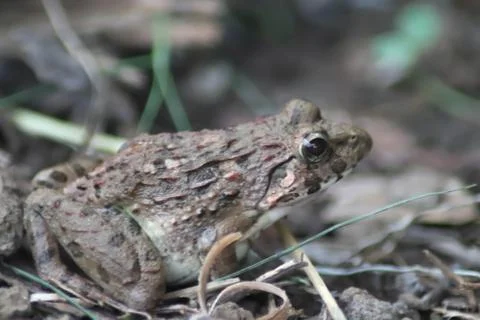 Frog eyes close up - Image Stock Photos