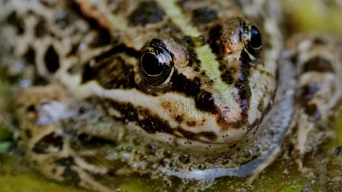 Frog eyes close up view Stock-Footage 274415095