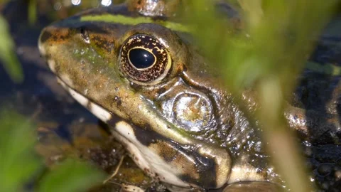 Frog eyes close up view Stock-Footage 274415249
