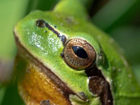 Frog eyes Stock Photos