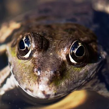 The frog face in the watter Stock Photos