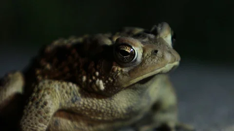 Frog facing camera and blinking at night time extreme close up Stock-Footage 95042334