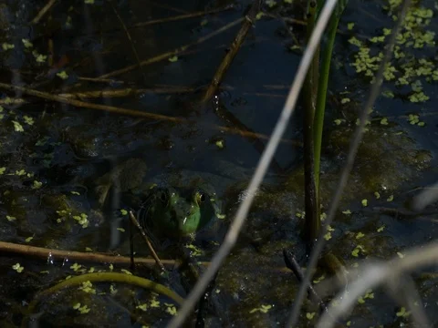 Frog Facing Camera in Pond mostly submerged Stock Footage 77042431