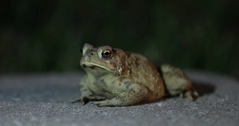 Frog facing left at night time in 4K Stock-Footage 95041542
