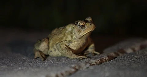 Frog facing right at night time in 4K Stock-Footage 95041943