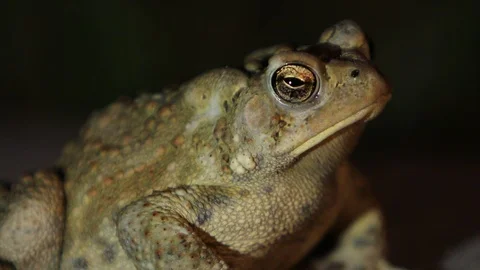 Frog facing right at night time extreme close up Stock-Footage 95042230