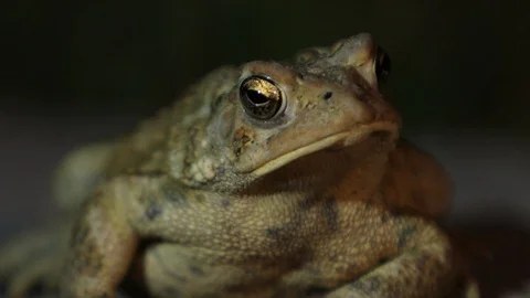 Frog facing viewer and croaking at night time extreme close up nature 動画素材 95042377