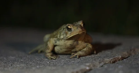 Frog facing the viewer audience at night time in 4K 動画素材 95042120