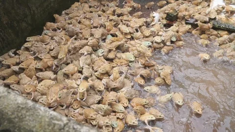 Frog farm in cement pond Video stock 101857548