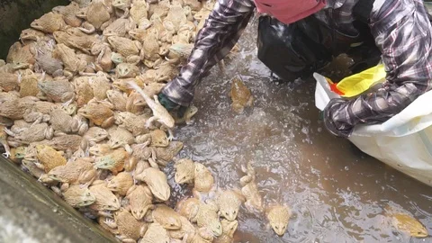 Frog farm in cement pond Stock-Footage 101857591