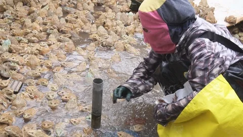 Frog farm in cement pond Video stock 101857681