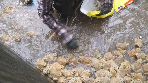 Frog farm in cement pond Video stock 101857893