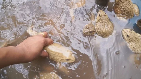 Frog farm in cement pond Video stock 101858028