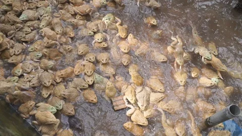 Frog farm in cement pond Video stock 101858075