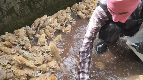 Frog farm in cement pond Video stock 101858140